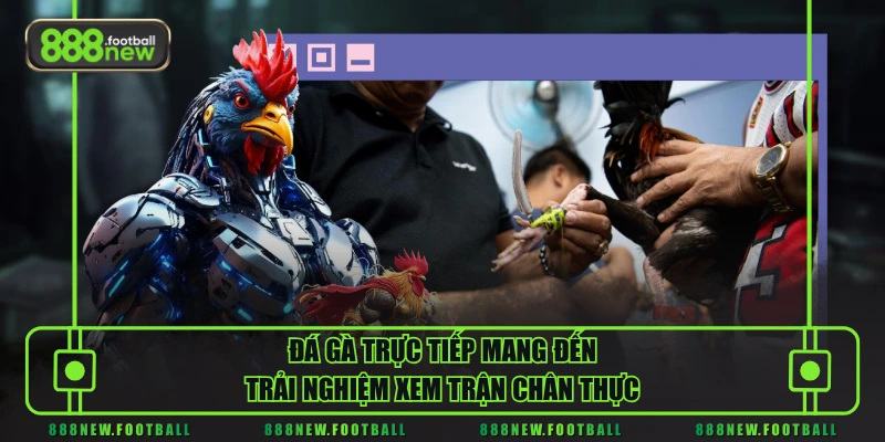 Đá Gà Trực Tiếp - Livestream Thời Gian Thực, Nhịp Trận Liên Tục 1 Đá gà trực tiếp mang đến trải nghiệm xem trận chân thực