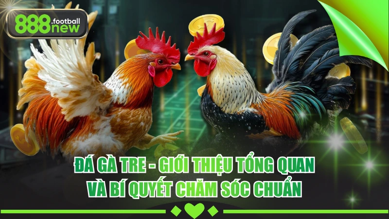 Đá Gà Tre Là Gì - Tìm Hiểu Cơ Bản Từ A Đến Z Cho Người Mới 4 Đá Gà Tre - Giới Thiệu Tổng Quan Và Bí Quyết Chăm Sóc Chuẩn
